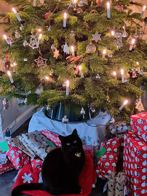 Christmas cat