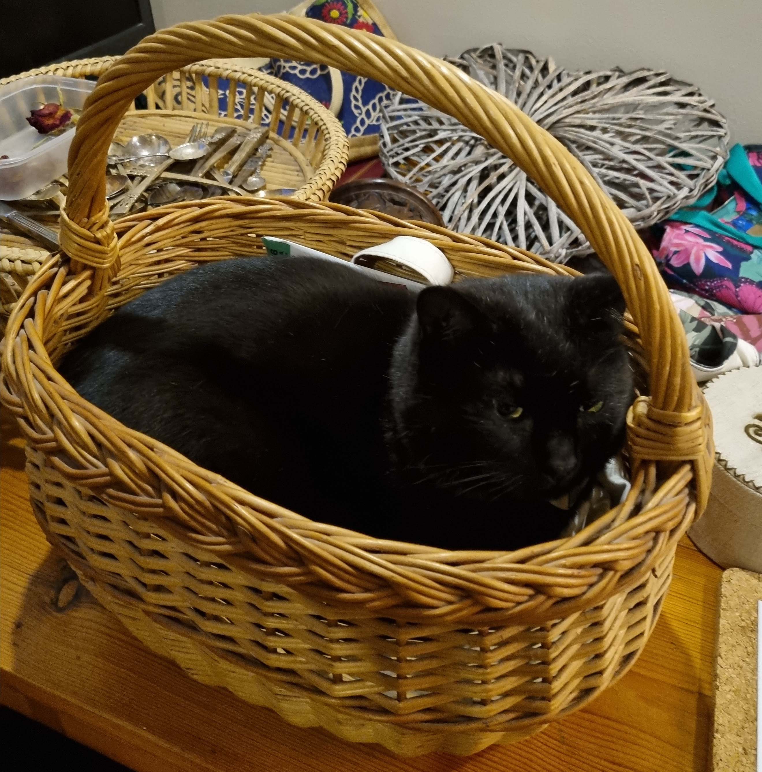 Merlin our cat basket