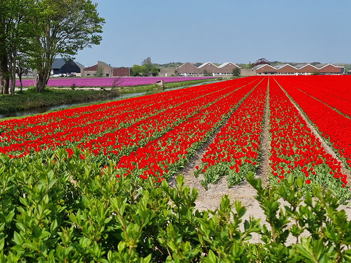 Dutch bulb field